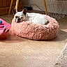 dog, french_bulldog, sleeping, pet, pink_bed, shaggy_bed, indoors, living_room, floor, furniture, table, chair, basket, home_decor, white_dog, wrinkled_face, large_ears, resting, cute, portrait