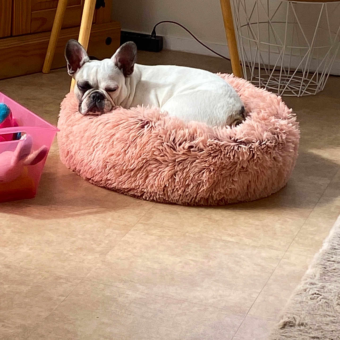 Athena participe au concours pour gagner de l'argent avec cette photo : dog, french_bulldog, sleeping, pet, pink_bed, shaggy_bed, indoors, living_room, floor, furniture, table, chair, basket, home_decor, white_dog, wrinkled_face, large_ears, resting, cute, portrait
