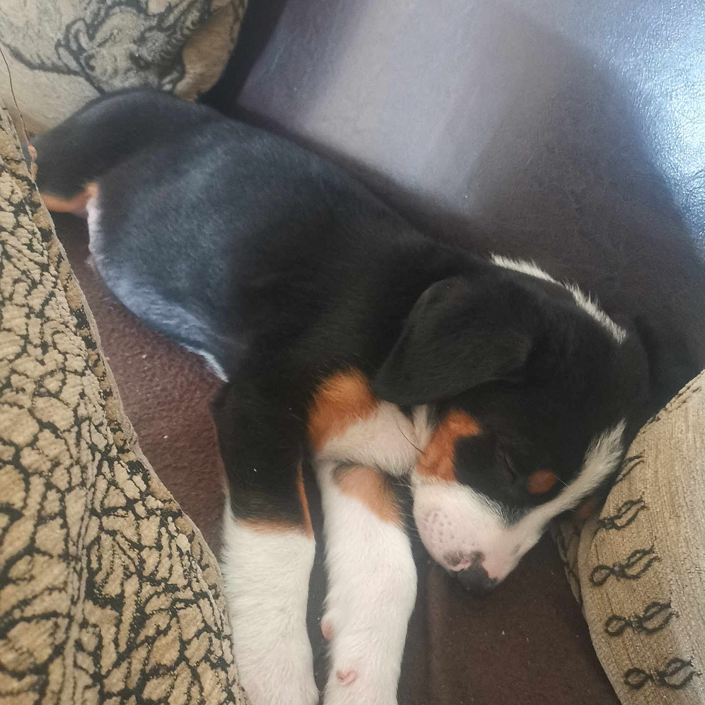 Toby