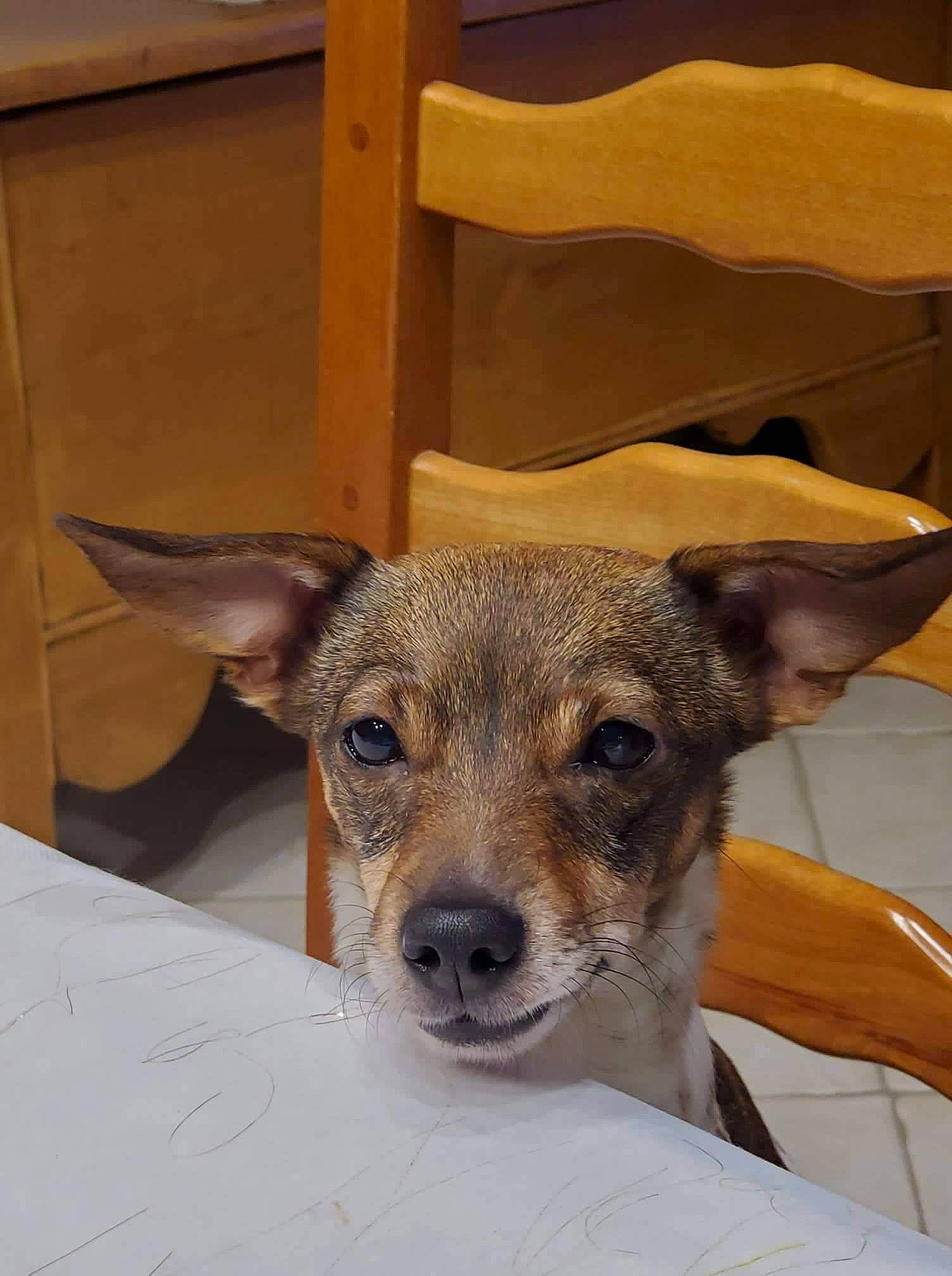 Helfie a rejoint le concours — aidez-le/la à gagner de superbes lots ! canidae, carnivore, chair, comfort, companion_dog, dog, dog_breed, ear, fawn, flooring, fur, linens, non_sporting_group, snout, sporting_group, table, terrestrial_animal, whiskers, wood, working_animal