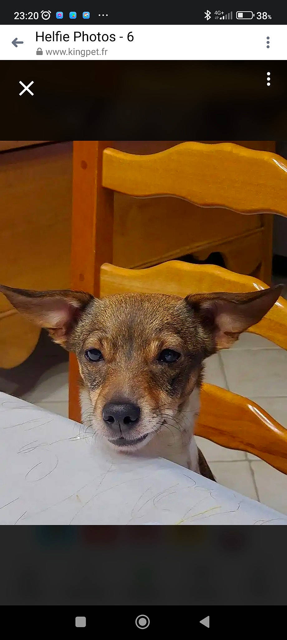 Helfie a rejoint le concours — aidez-le/la à gagner de superbes lots ! ancient_dog_breeds, canidae, carnivore, chair, collar, companion_dog, dog, dog_breed, ear, fawn, fur, linens, snout, sporting_group, street_dog, table, terrestrial_animal, whiskers, wood, working_animal