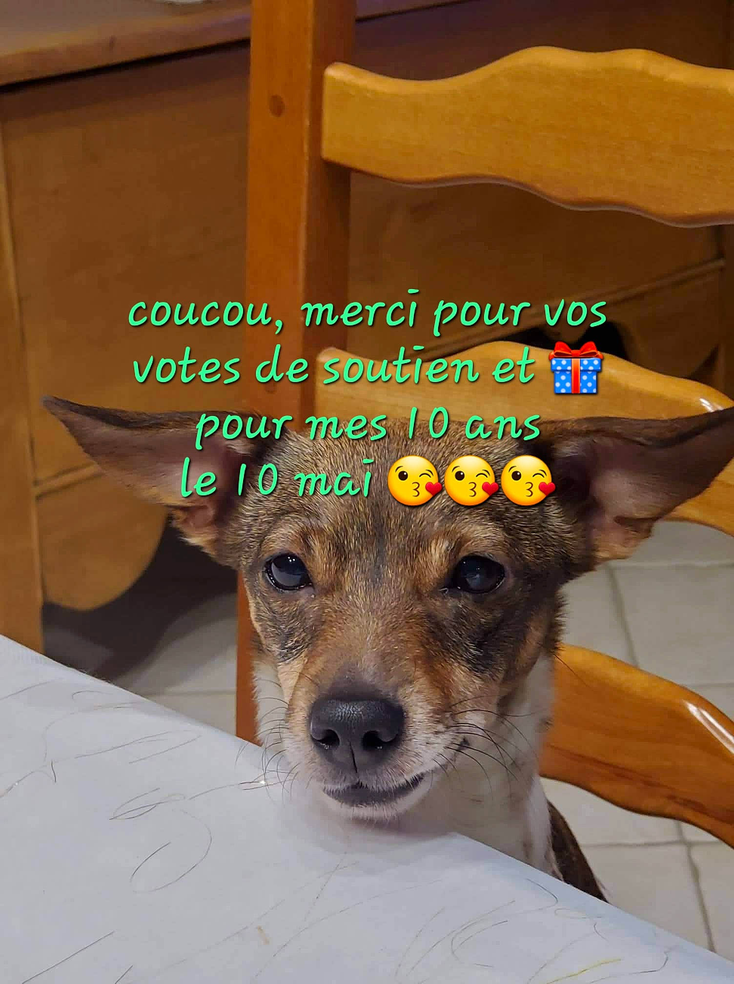 Helfie a rejoint le concours — aidez-le/la à gagner de superbes lots ! canidae, carnivore, chair, companion_dog, dog, dog_breed, eye, fawn, font, fur, head, linens, picture_frame, plant, snout, sporting_group, table, whiskers, wood, working_animal