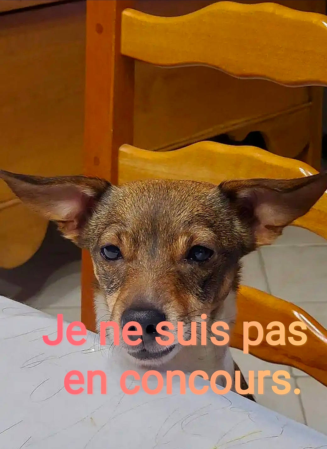 Helfie participe au concours pour gagner de l'argent avec cette photo : canidae, carnivore, chair, collar, companion_dog, dog, dog_breed, ear, fawn, fur, head, non_sporting_group, paw, puppy, snout, sporting_group, terrestrial_animal, toy_dog, whiskers, working_animal