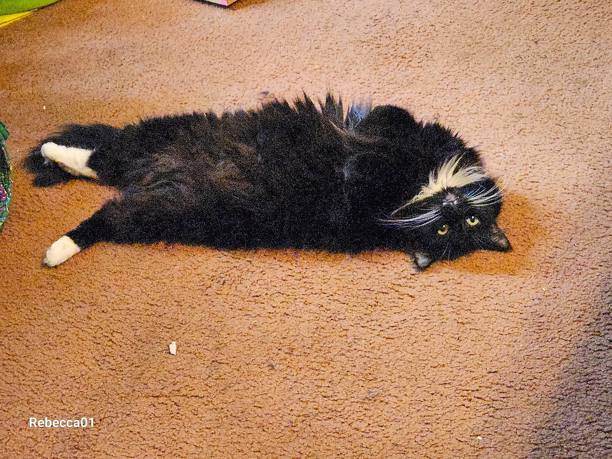 Coco joined the competition — help win amazing prizes! asphalt, canidae, claw, flooring, foot, fur, paw, road_surface, sand, shadow, snout, soil, tail, terrestrial_animal, wildlife, wood