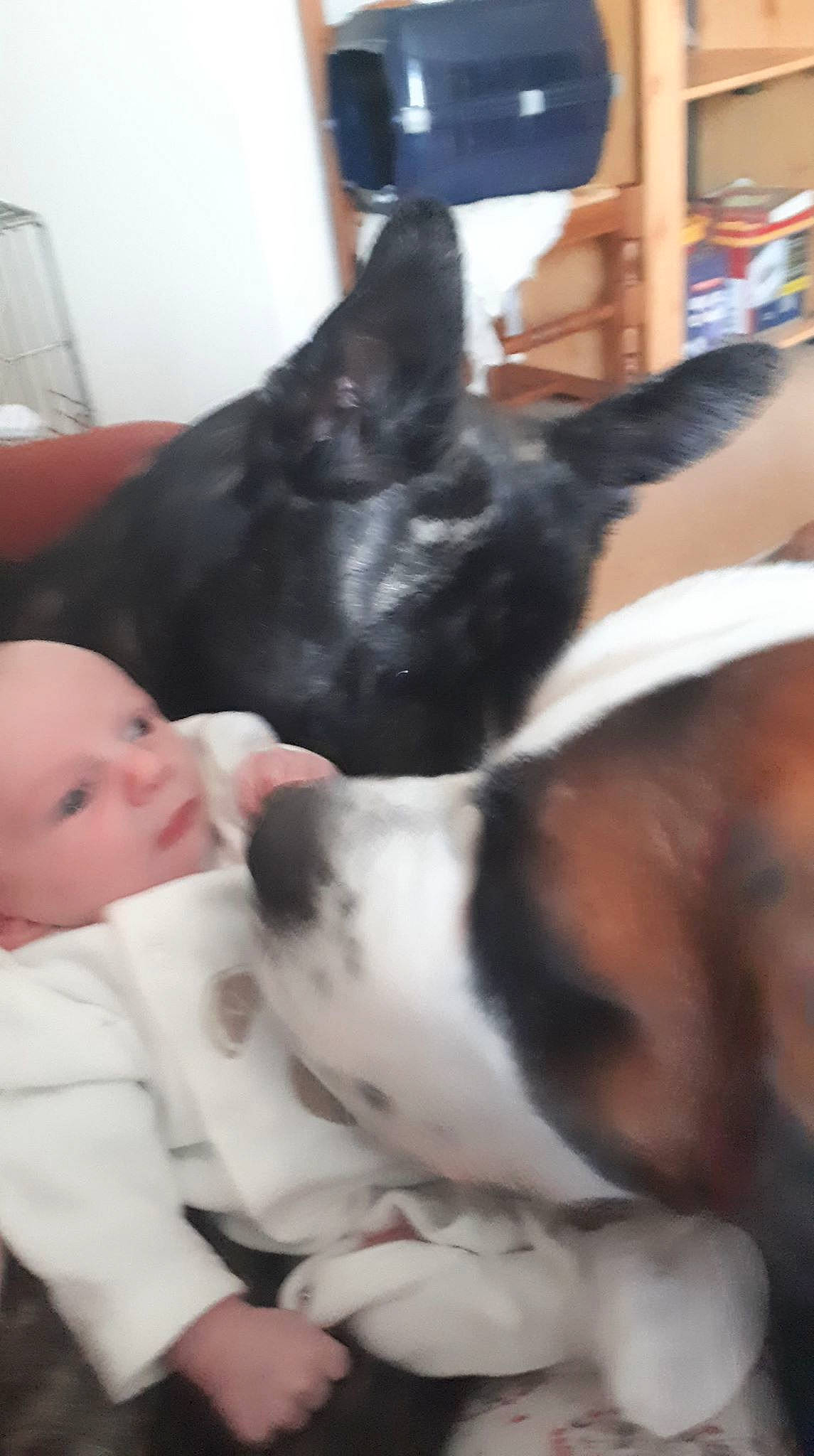 Inouk participe au concours pour gagner de l'argent avec cette photo : boston_terrier, canidae, carnivore, child, dog, dog_breed, ear, fawn, french_bulldog, nap, non_sporting_group, person, pit_bull, snout, whiskers