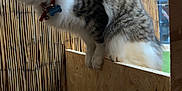 Chilli is registered to the contest to win money with this photo: cat, tabby, pet, animal, feline, curious, perched, wood, panel, bamboo, fence, outdoor, collar, whiskers, ears, fur, closeup, looking_up, domestic_cat, alert
