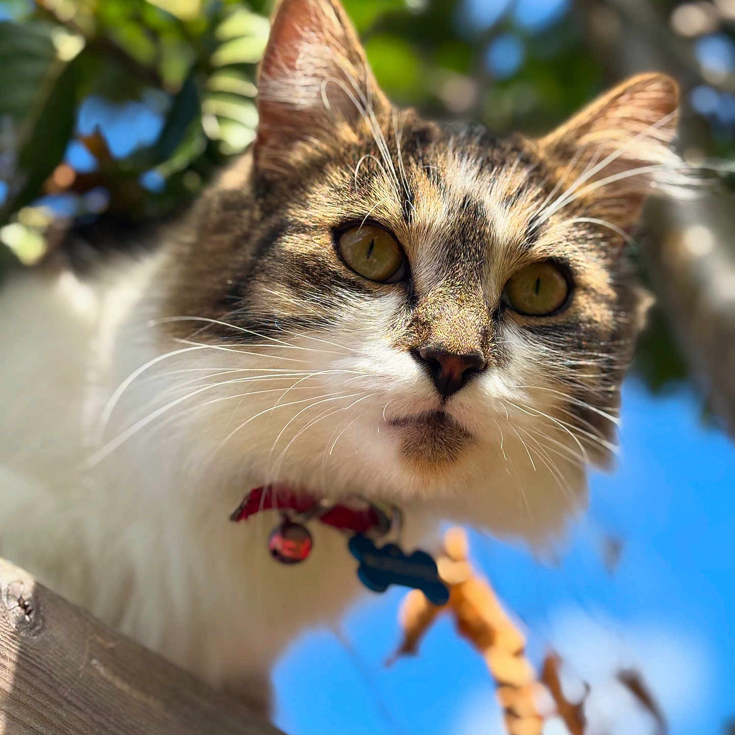 Chilli joined the competition — help win amazing prizes! animal, blue_sky, cat, close_up, collar, curious, daylight, face, feline, fur, leaves, mammal, nature, outdoor, pet, portrait, tag, tree, whiskers, wood