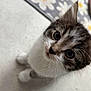 Chilli joined the competition — help win amazing prizes! kitten, cat, pet, animal, curious, fluffy, whiskers, indoor, floor, rug, cute, young, feline, small, domestic, closeup, looking_up, soft, paws, playful