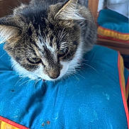 Chilli is registered to the contest to win money with this photo: animal, blue_cushion, cat, close_up, curious, cushion, domestic_cat, face, fur, furniture, household, indoor, looking_down, mammal, pet, red_trim, tabby, whiskers, wooden_chair, yellow_trim