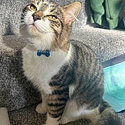 Chilli joined the competition — help win amazing prizes! cat, tabby, pet, indoor, carpet, stairs, collar, fur, whiskers, paws, curious, looking_up, animal, mammal, domestic, feline, cute, sitting, household, tag
