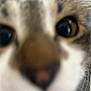 Chilli is registered to the contest to win money with this photo: cat, close_up, blurry, face, animal, fur, whiskers, nose, eyes, pet, domestic_animal, mammal, feline, cute, indoor, curious, macro, portrait, soft_focus, background_blur