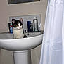 Lulu is registered to the contest to win money with this photo: kitten, cat, sink, bathroom, toiletries, shower_curtain, white, curious, pet, indoor, calico, animal, clean, faucet, mirror, tile, domestic, small, cute, young