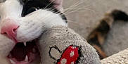 Lulu is registered to the contest to win money with this photo: cat, close_up, sock, mushroom_pattern, playful, fangs, pink_nose, whiskers, carpet, tail, pet, indoor, animal, cute, teeth, mouth, texture, knitted_fabric, black_and_white_cat, funny