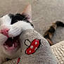 cat, close_up, sock, mushroom_pattern, playful, fangs, pink_nose, whiskers, carpet, tail, pet, indoor, animal, cute, teeth, mouth, texture, knitted_fabric, black_and_white_cat, funny