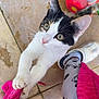 Lulu is registered to the contest to win money with this photo: cat, kitten, playful, paw, pink_nose, green_eyes, curious, cloth, floor, tile, leg, leggings, slipper, indoor, pet, animal, white_fur, black_fur, calico, closeup