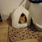 Rouquin participe au concours pour gagner de l'argent avec cette photo : cat, orange_cat, pet, cat_house, pet_bed, blanket, paw_print, tiled_floor, indoor, wall, litter_box, cozy, feline, whiskers, ears, alert_gaze, resting, home, shadow, fabric