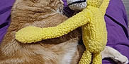 Rouquin participe au concours pour gagner de l'argent avec cette photo : cat, orange_cat, plush_toy, stuffed_animal, hugging, purple_blanket, fur, whiskers, pet, cozy, indoor, lying_down, closeup, wood_floor, sleeping_cat, toy_face, cuddle, paws, soft_texture, relaxed