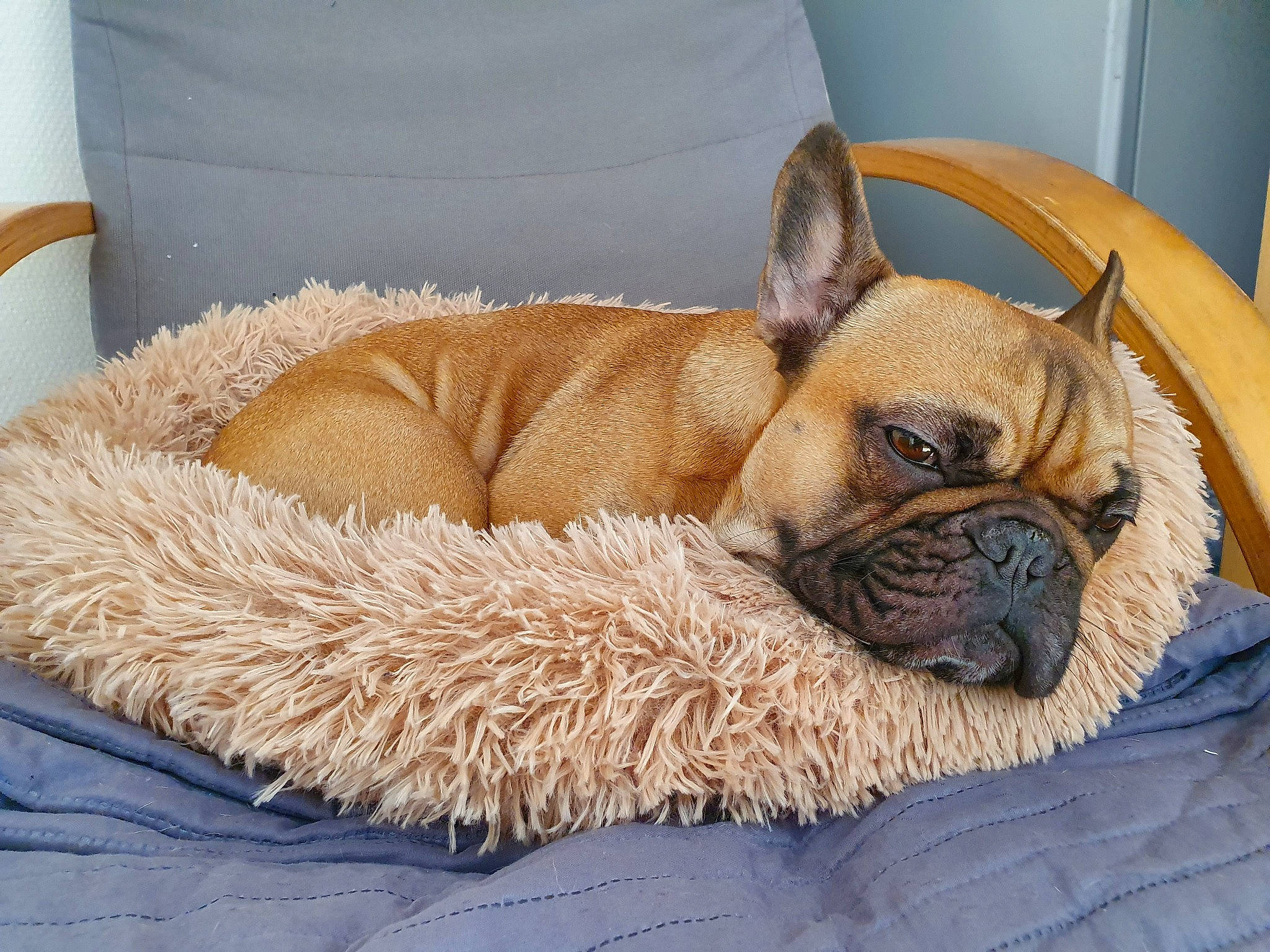 Palma participe au concours pour gagner de l'argent avec cette photo : bulldog, canidae, carnivore, companion_dog, dog, dog_bed, dog_breed, fawn, french_bulldog, mammal, nap, non_sporting_group, old_english_bulldog, olde_english_bulldogge, pug, snout, toy_bulldog, vertebrate, wrinkle