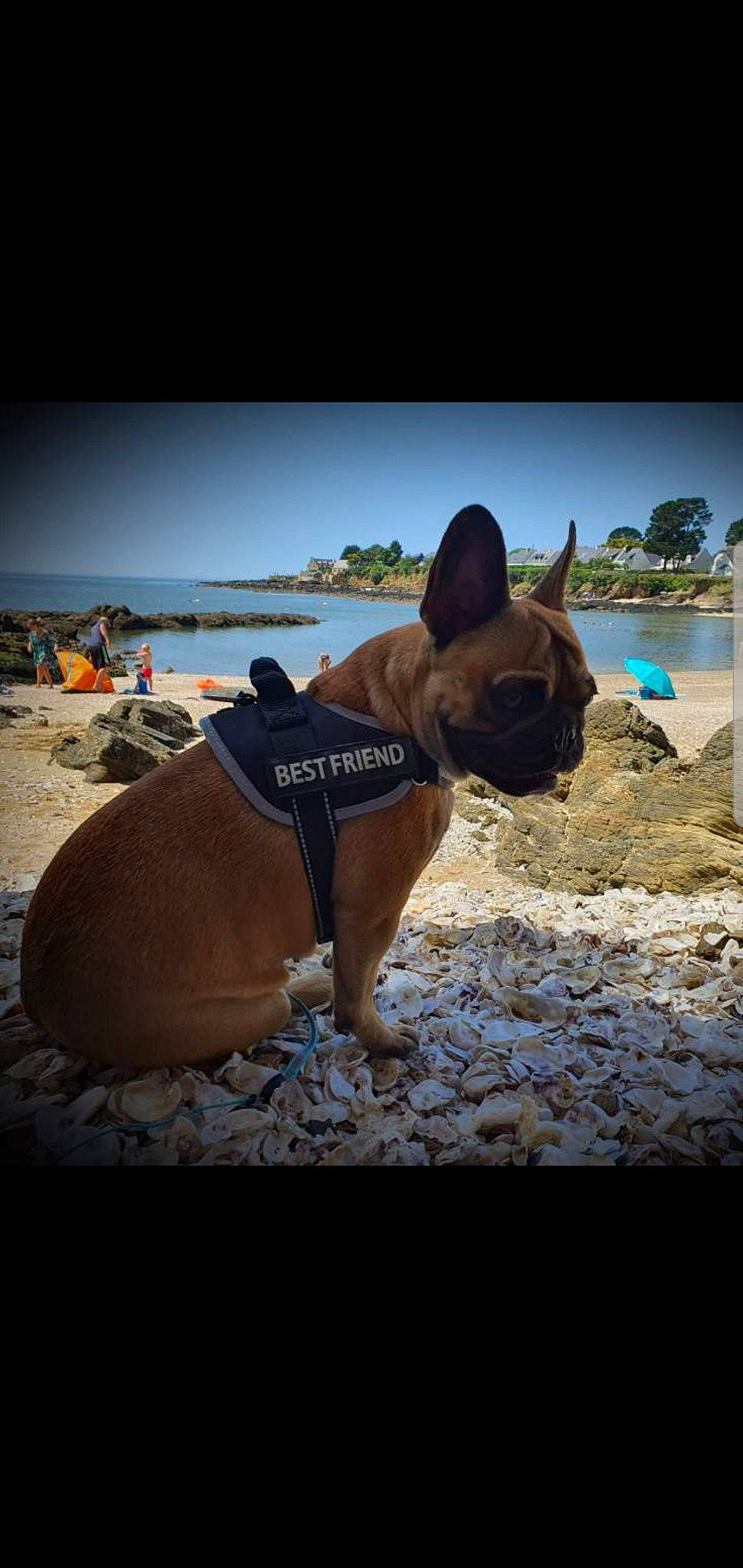 Palma a rejoint le concours — aidez-le/la à gagner de superbes lots ! bulldog, canidae, carnivore, companion_dog, dog, dog_breed, fawn, french_bulldog, mammal, non_sporting_group, olde_english_bulldogge, sky, snout, vacation