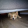 Bella a rejoint le concours — aidez-le/la à gagner de superbes lots ! puppy, dog, canine, pet, animal, hiding, under_bed, indoors, floor, wooden_floor, bed, furniture, white_fur, tan_fur, large_ears, paws, black_nose, red_eye_reflection, lying_down, portrait