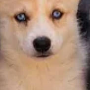 Bella a rejoint le concours — aidez-le/la à gagner de superbes lots ! puppy, dog, animal, portrait, close_up, fluffy, cream_colored, white_markings, blue_eyes, black_nose, pointed_ears, face, fur, cute, staring, front_view, centered, phone_screenshot, black_borders, indoor