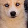 puppy, dog, animal, portrait, close_up, fluffy, cream_colored, white_markings, blue_eyes, black_nose, pointed_ears, face, fur, cute, staring, front_view, centered, phone_screenshot, black_borders, indoor