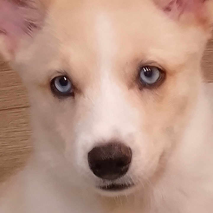 Bella participe au concours pour gagner de l'argent avec cette photo : dog, puppy, white_fur, fluffy, blue_eyes, upright_ears, portrait, close_up, face, nose, animal, pet, canine, indoors, wooden_floor, centered, looking_at_camera, cute, furry, vertical_photo