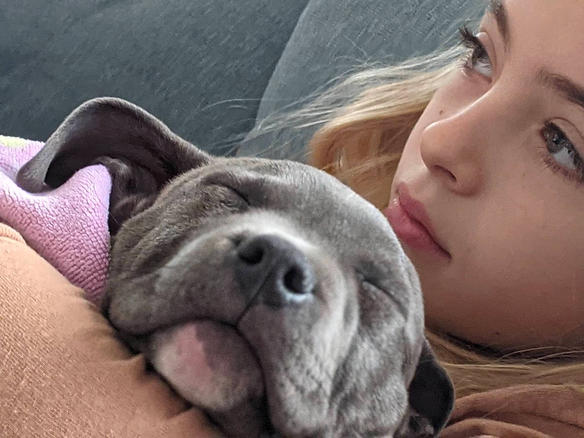 Atticus joined the competition — help win amazing prizes! canidae, carnivore, comfort, companion_dog, dog, dog_breed, ear, eyelash, fawn, fur, happy, jaw, non_sporting_group, nose, snout, sporting_group, terrestrial_animal, whiskers, working_animal, wrinkle