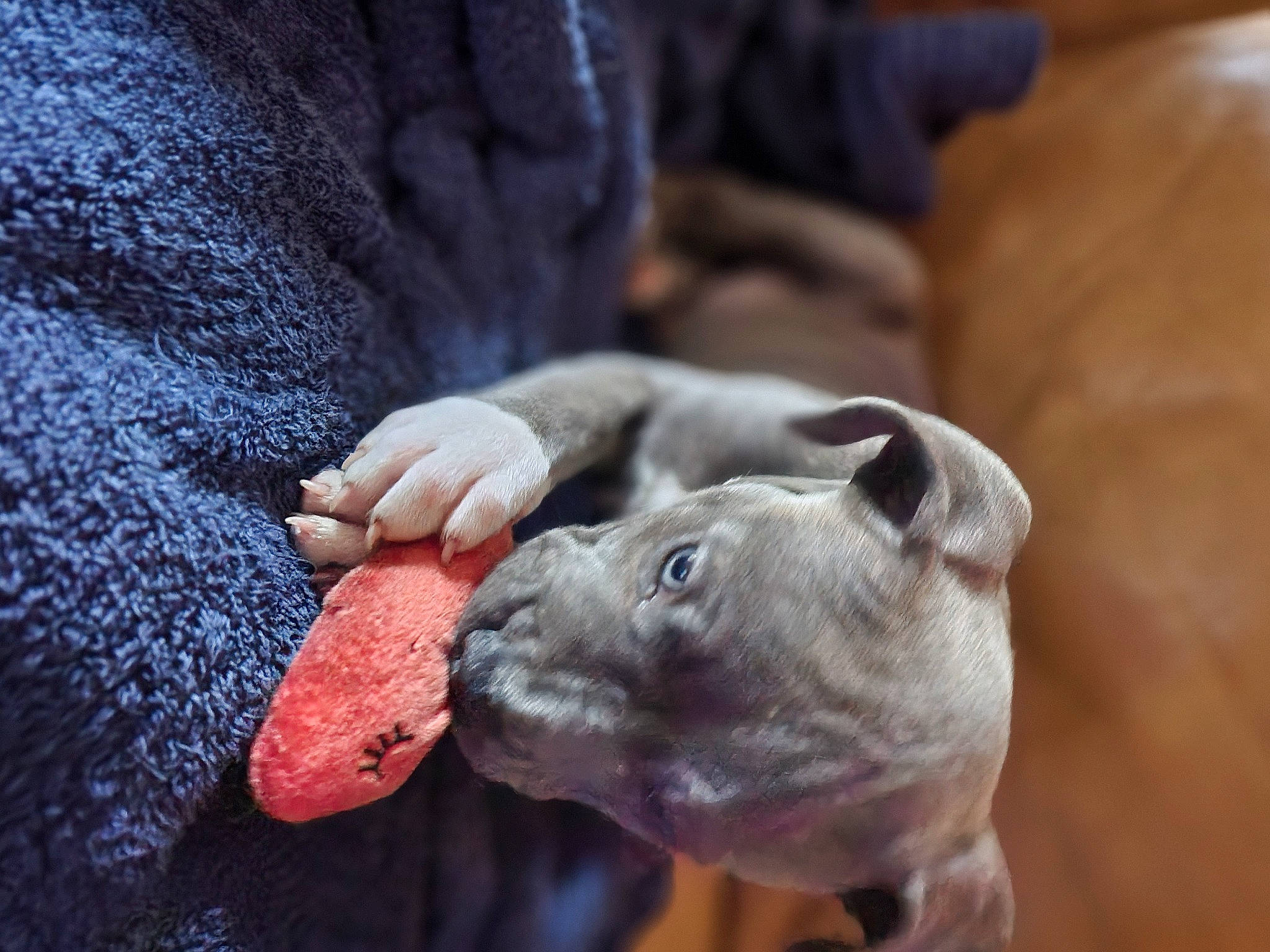 Atticus is registered to the contest to win money with this photo: canidae, carnivore, comfort, dog, dog_breed, ear, electric_blue, fawn, gesture, non_sporting_group, snout, sporting_group, terrestrial_animal, working_animal, wrinkle