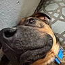 Scrappy is registered to the contest to win money with this photo: animal, black_nose, blue_collar, brown_fur, canine, close_up, collar, dog, domestic_animal, ear, furry, indoor, lying_down, nose, patterned_cushion, pet, portrait, relaxed, snout, wall