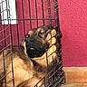 Scrappy is registered to the contest to win money with this photo: animal, brown_fur, cage, canine, closeup, cozy, crate, dog, domestic, floor, home, indoor, metal_bars, napping, pet, quiet, relaxation, resting, sleeping, wall