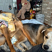 Scrappy is registered to the contest to win money with this photo: bed, blanket, brick_wall, canine, dog, door, floor, furniture, home, indoor, mirror, pet, relaxed, resting, shadow, shelf, shoes, sunlight, teddy_bear, yawning