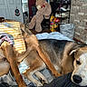 bed, blanket, brick_wall, canine, dog, door, floor, furniture, home, indoor, mirror, pet, relaxed, resting, shadow, shelf, shoes, sunlight, teddy_bear, yawning