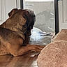 animal, bed, brown_dog, calm, cozy, dog, door, floor, fluffy_bed, home, indoor, looking, mirror, pet, quiet, reflection, relaxation, resting, tassels, wooden_floor