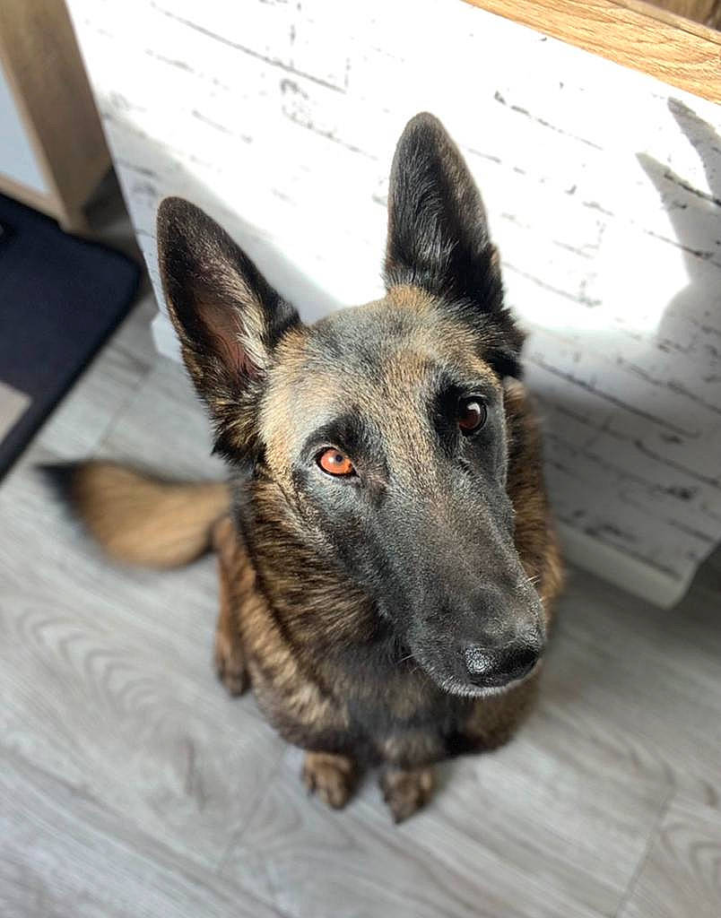 Lexa participe au concours pour gagner de l'argent avec cette photo : canidae, carnivore, dog, dog_breed, east_european_shepherd, flooring, fur, german_shepherd_dog, hardwood, herding_dog, king_shepherd, koolie, old_german_shepherd_dog, snout, sporting_group, terrestrial_animal, whiskers, wood, working_animal, working_dog