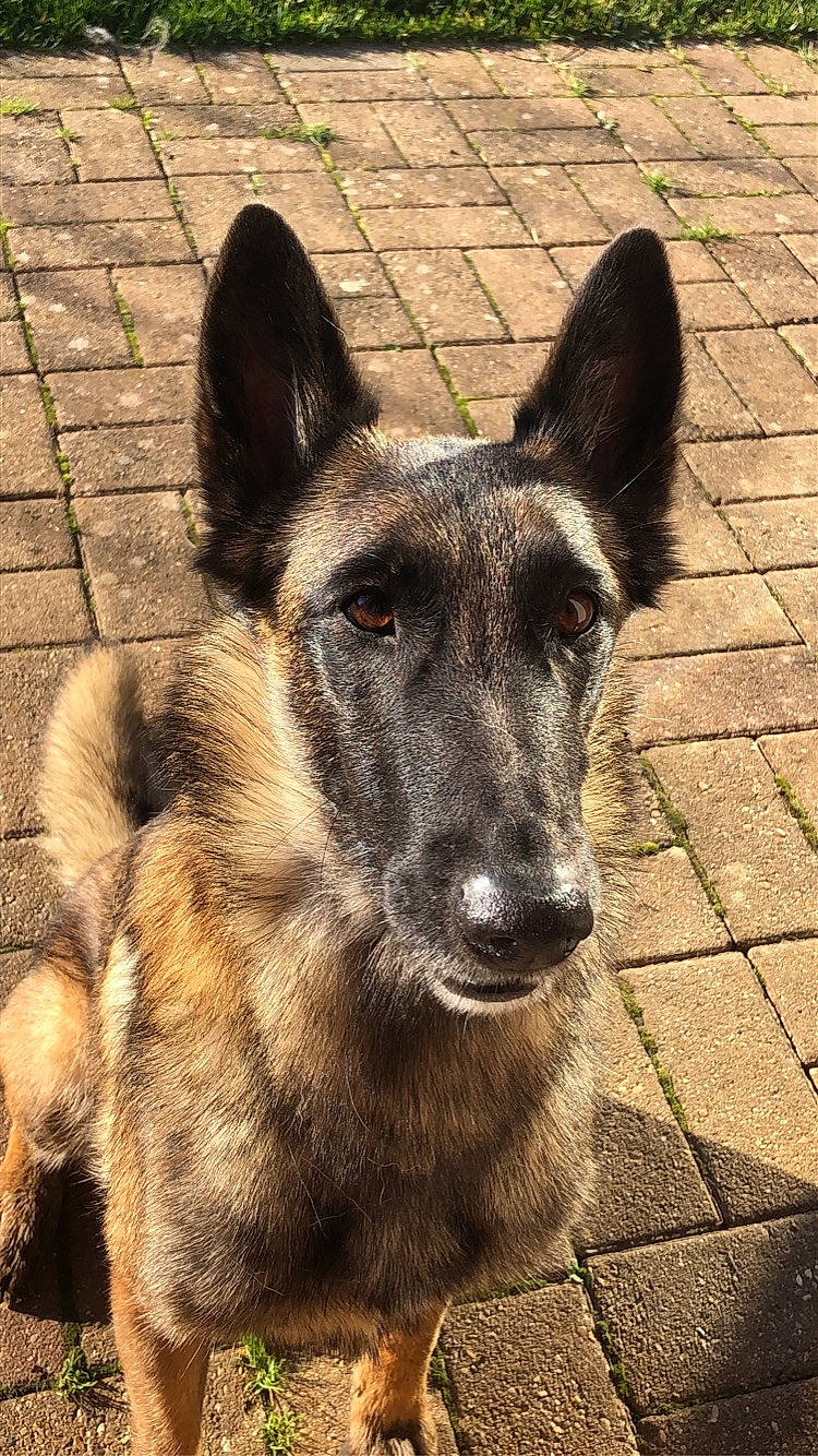 Lexa participe au concours pour gagner de l'argent avec cette photo : building, canidae, canis, carnivore, dog, dog_breed, door, fawn, fur, german_shepherd_dog, jaw, old_german_shepherd_dog, snout, sporting_group, street_dog, terrestrial_animal, whiskers, window, working_animal, working_dog