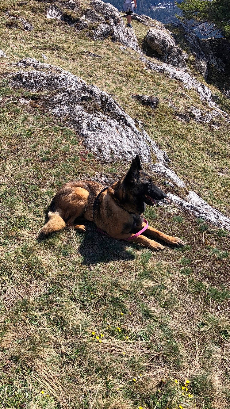 Lexa participe au concours pour gagner de l'argent avec cette photo : adventure, canidae, carnivore, dog, dog_breed, dog_hiking, dog_supply, fawn, grass, guard_dog, hunting_dog, mammal, mountain, plant, sporting_group, terrestrial_animal, vertebrate, wilderness, working_animal, working_dog