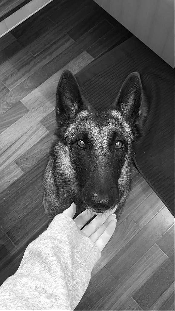 Lexa participe au concours pour gagner de l'argent avec cette photo : carnivore, comfort, companion_dog, dog, dog_breed, fawn, flooring, fur, grey, hardwood, monochrome, monochrome_photography, plank, snout, sporting_group, style, terrestrial_animal, whiskers, wood, working_animal