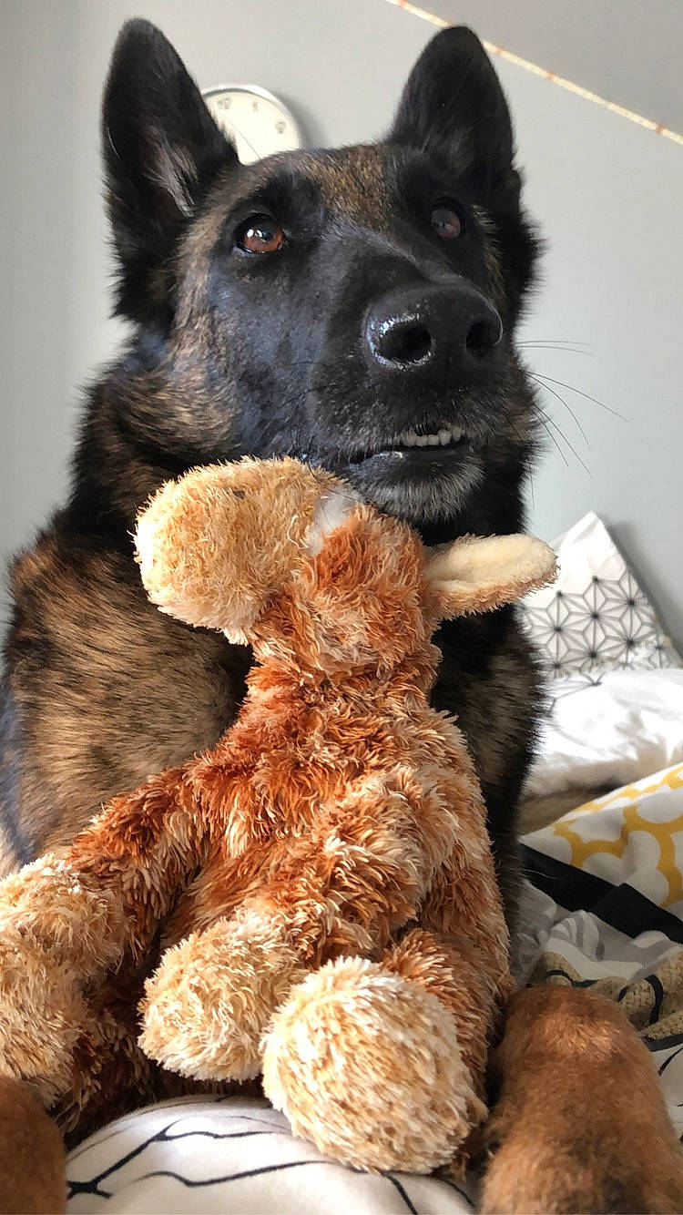 Lexa a rejoint le concours — aidez-le/la à gagner de superbes lots ! canidae, carnivore, companion_dog, dog, dog_breed, fur, guard_dog, liver, snout, sporting_group, stuffed_toy, teddy_bear, terrestrial_animal, toy, working_animal, working_dog