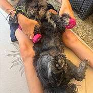 Oreo a rejoint le concours — aidez-le/la à gagner de superbes lots ! dog, black_dog, person, arms, legs, dumbbells, exercise, sitting, mat, outdoor, fur, paw, wristbands, clothing, relaxing, pet, cute, fitness, toy, training
