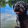 Oreo participe au concours pour gagner de l'argent avec cette photo : dog, lake, water, dock, wood, trees, sky, clouds, reflection, outdoor, nature, pet, tongue_out, happy, summer, greenery, shaggy, fur, collar, canine