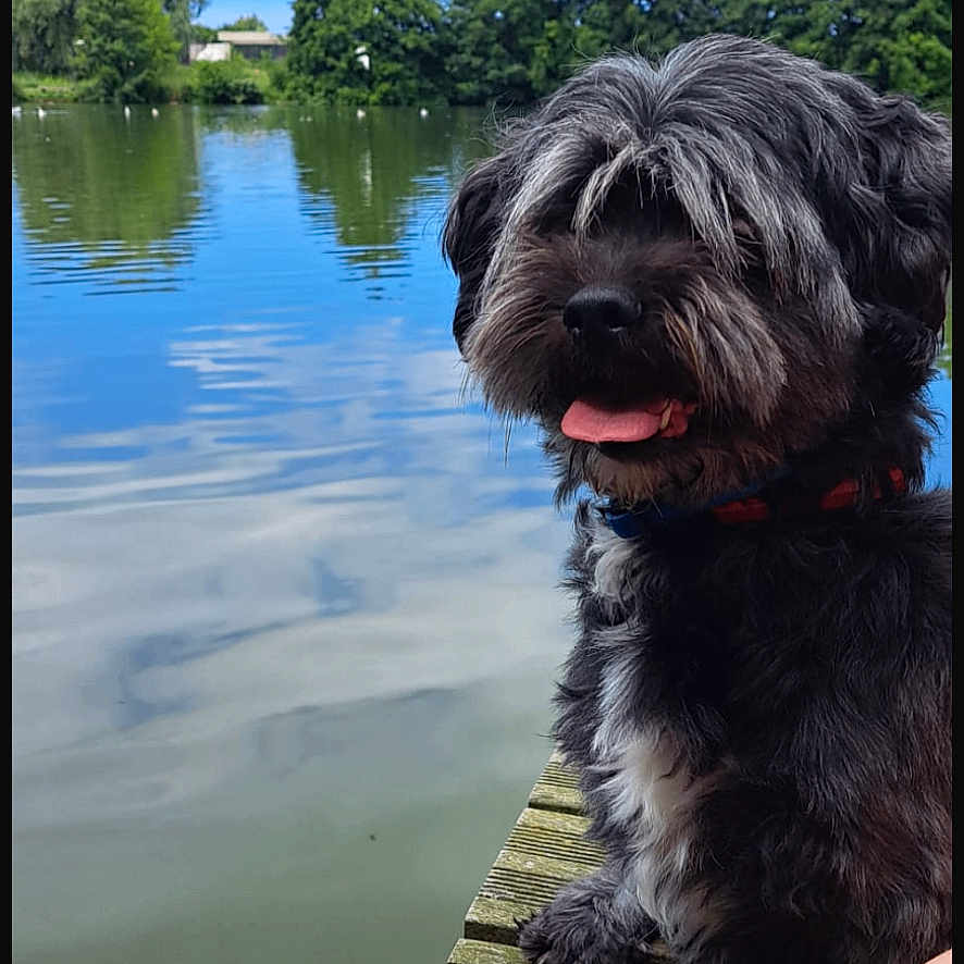 Oreo participe au concours pour gagner de l'argent avec cette photo : canine, clouds, collar, dock, dog, fur, greenery, happy, lake, nature, outdoor, pet, reflection, shaggy, sky, summer, tongue_out, trees, water, wood