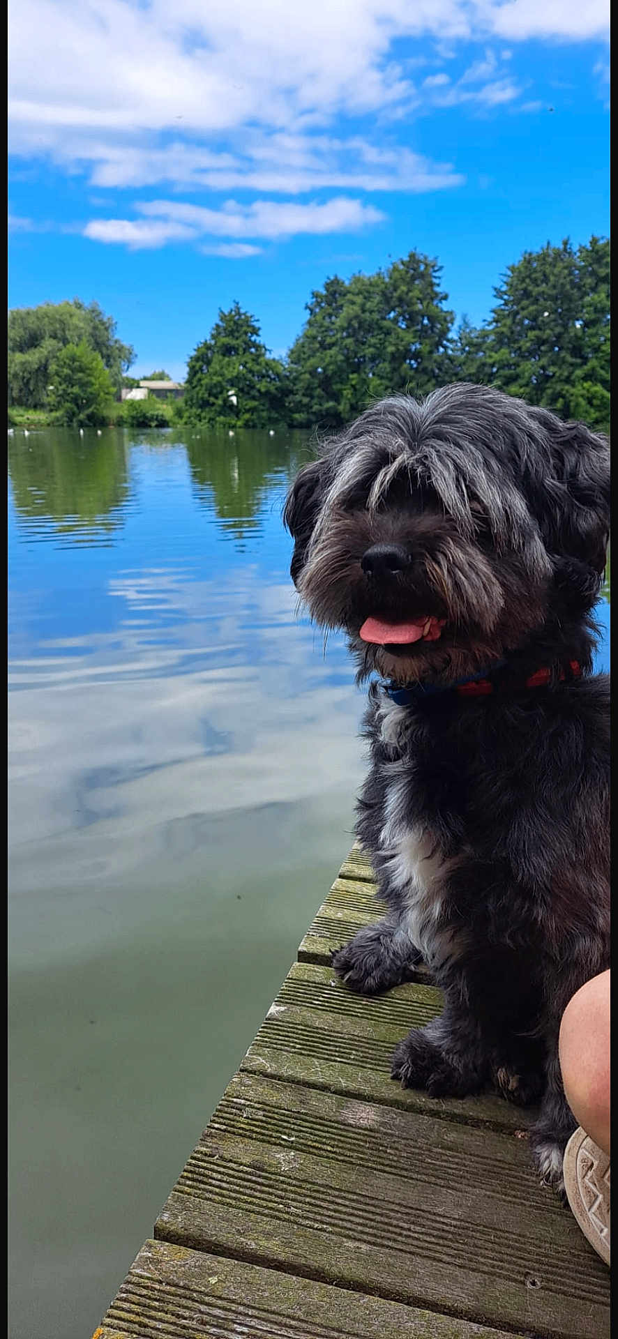 Oreo participe au concours pour gagner de l'argent avec cette photo : dog, lake, water, dock, wood, trees, sky, clouds, reflection, outdoor, nature, pet, tongue_out, happy, summer, greenery, shaggy, fur, collar, canine