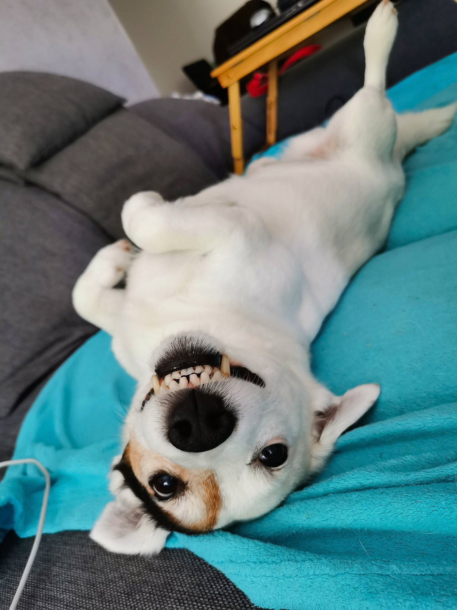 Elton participe au concours pour gagner de l'argent avec cette photo : canidae, carnivore, companion_dog, dog, dog_breed, fawn, french_bulldog, mammal, nap, non_sporting_group, puppy, puppy_love, snout, sporting_group, vertebrate