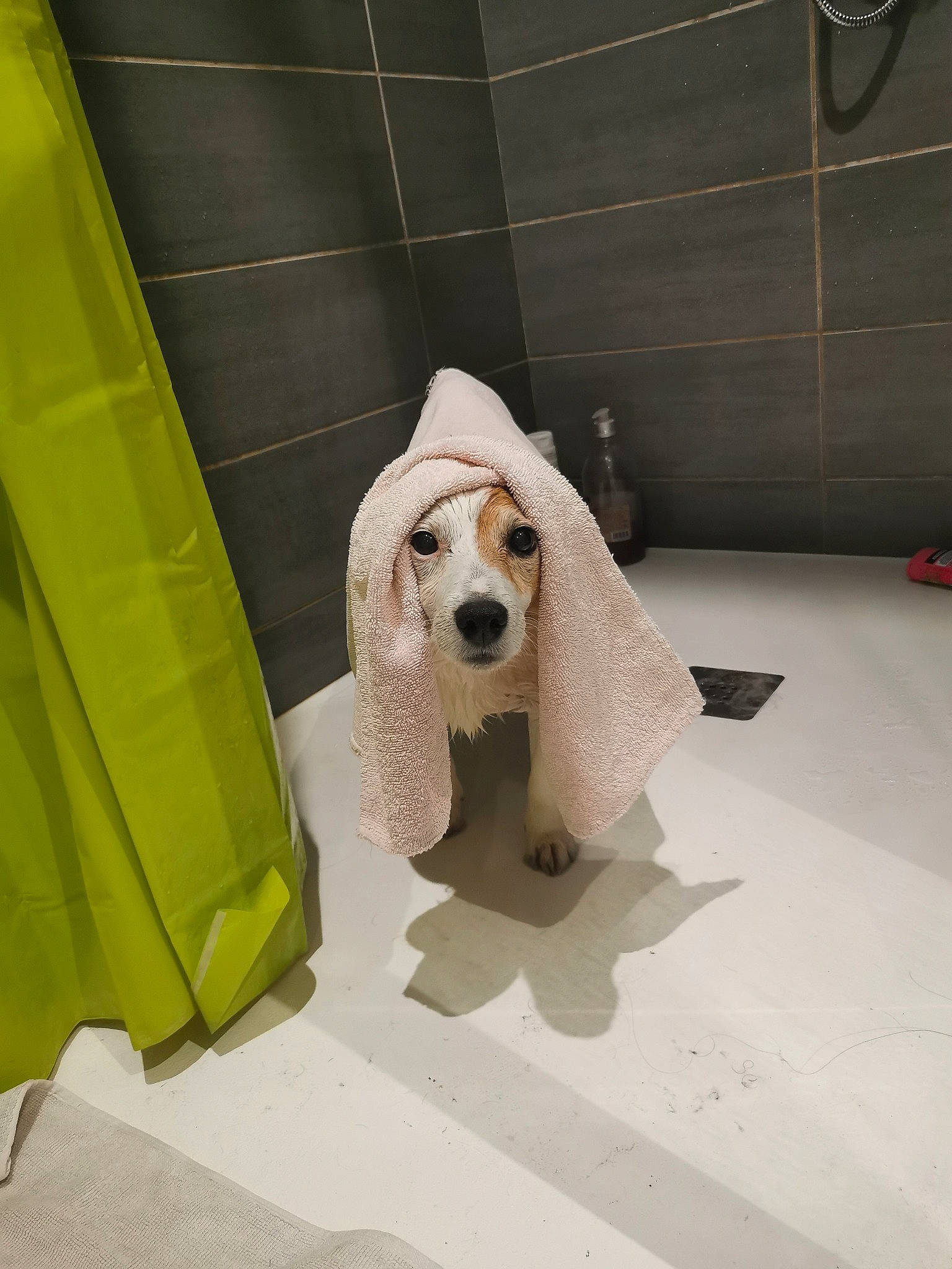 Elton participe au concours pour gagner de l'argent avec cette photo : american_cocker_spaniel, basset_hound, canidae, carnivore, cocker_spaniel, companion_dog, dog, dog_breed, hound, mammal, snout, sporting_group