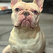 Ghost joined the competition — help win amazing prizes! dog, french_bulldog, pet, animal, indoor, close_up, sitting, ears, tongue, cute, face, fur, expression, domestic, canine, portrait, looking, mammal, companion, friend