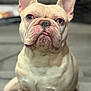 dog, french_bulldog, pet, animal, indoor, close_up, sitting, ears, tongue, cute, face, fur, expression, domestic, canine, portrait, looking, mammal, companion, friend