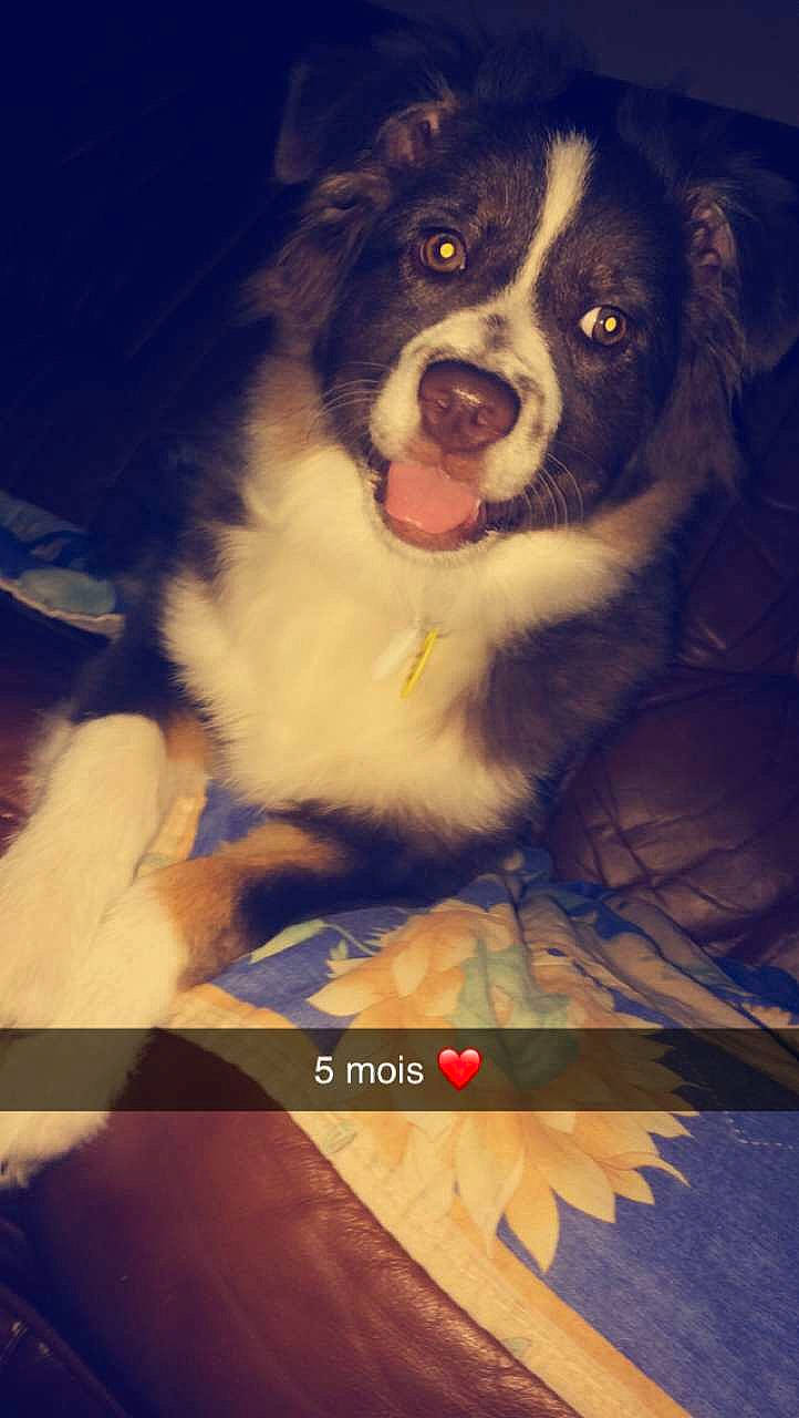 Pégaze a rejoint le concours — aidez-le/la à gagner de superbes lots ! australian_shepherd, bernese_mountain_dog, border_collie, canidae, carnivore, dog, dog_breed, herding_dog, mammal, miniature_australian_shepherd, nose, puppy, vertebrate, working_dog