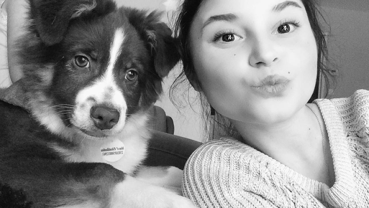 Pégaze a rejoint le concours — aidez-le/la à gagner de superbes lots ! australian_collie, australian_shepherd, black_and_white, border_collie, canidae, carnivore, companion_dog, dog, dog_breed, mammal, miniature_australian_shepherd, nose, photography, puppy, snout, style, welsh_sheepdog