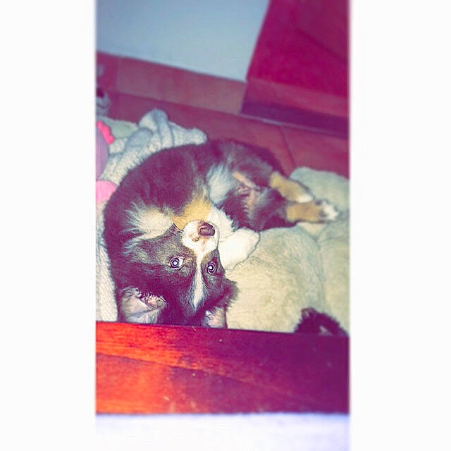 Pégaze participe au concours pour gagner de l'argent avec cette photo : canidae, carnivore, kitten, procyonidae, puppy